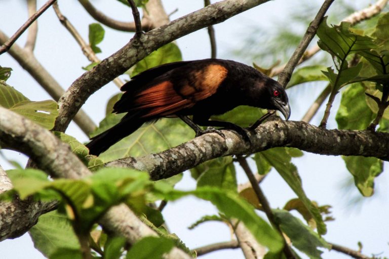 Detail Burung Berwarna Coklat Nomer 7