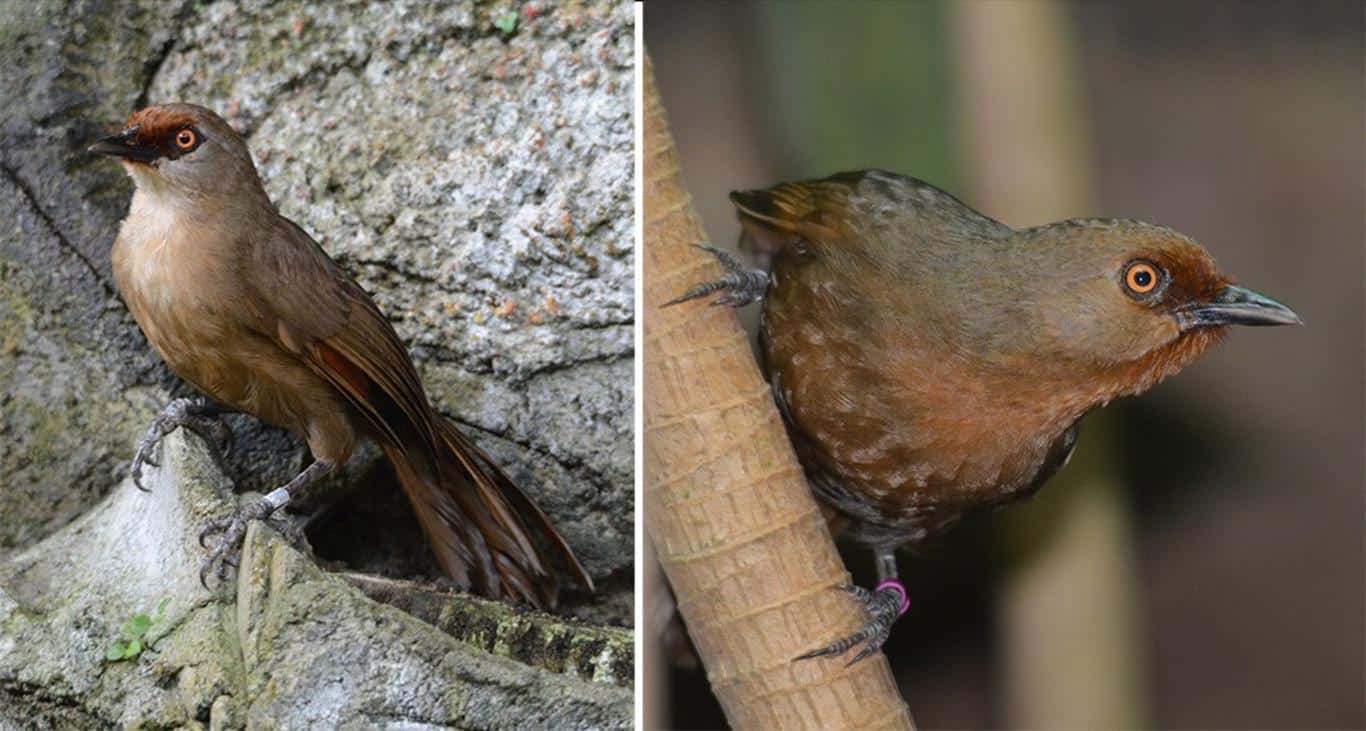 Detail Burung Berwarna Coklat Nomer 10