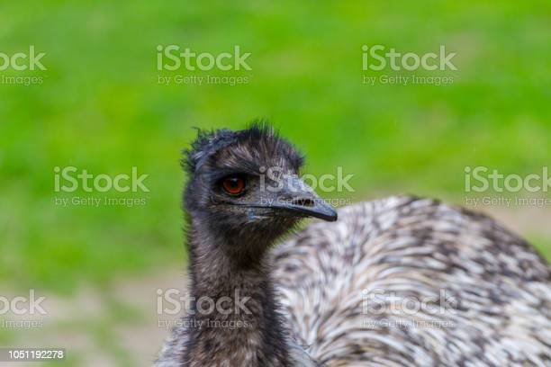 Detail Burung Besar Di Australia Nomer 10