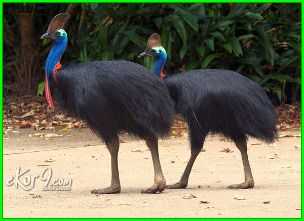 Detail Burung Besar Di Australia Nomer 3