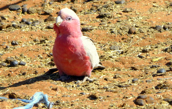 Detail Burung Besar Di Australia Nomer 32