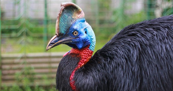 Detail Burung Besar Di Australia Nomer 47