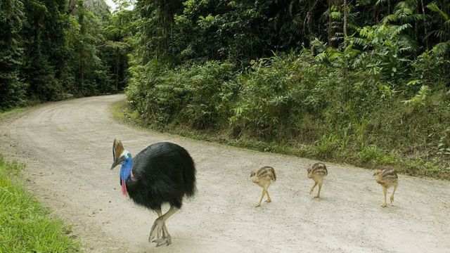 Detail Burung Besar Di Australia Nomer 53