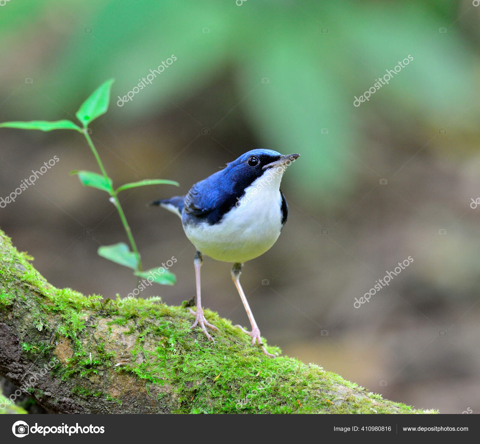 Detail Burung Blue Robin Nomer 10