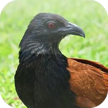 Detail Burung Bubut Besar Nomer 50
