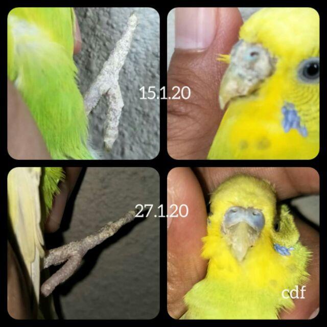 Detail Burung Budgie Sakit Nomer 2