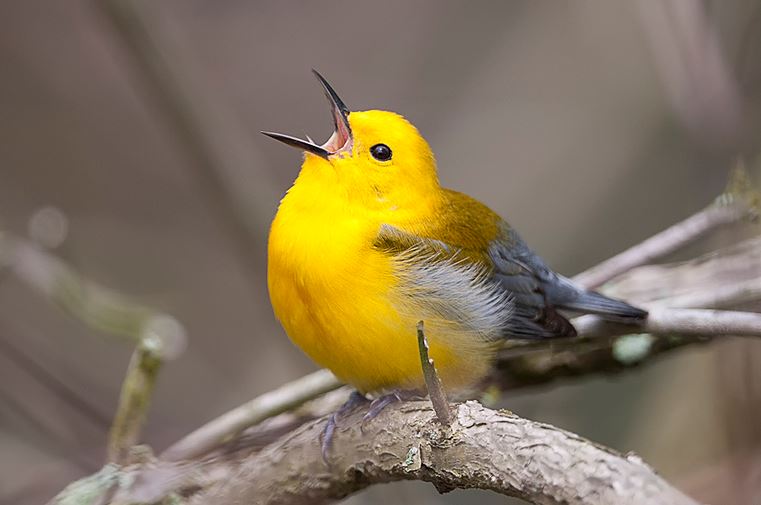 Burung Burung Bernyanyi - KibrisPDR