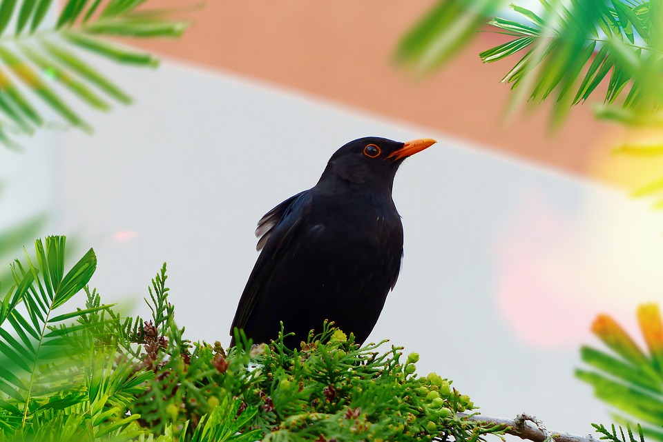 Detail Burung Burung Bernyanyi Nomer 48