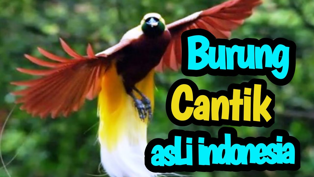 Detail Burung Burung Cantik Nomer 17