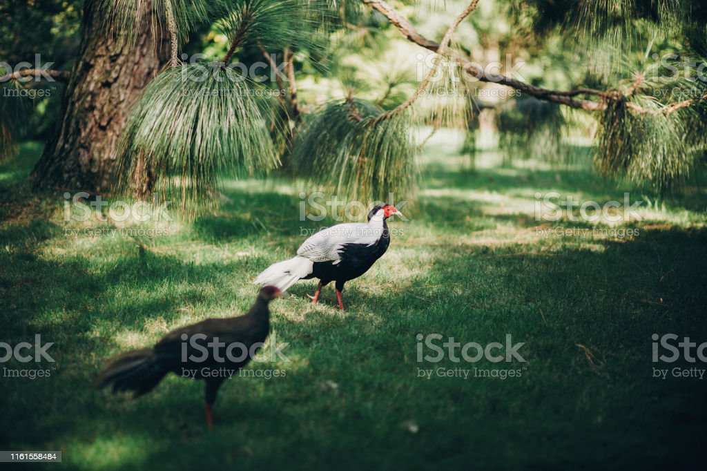 Detail Burung Burung Cantik Nomer 25