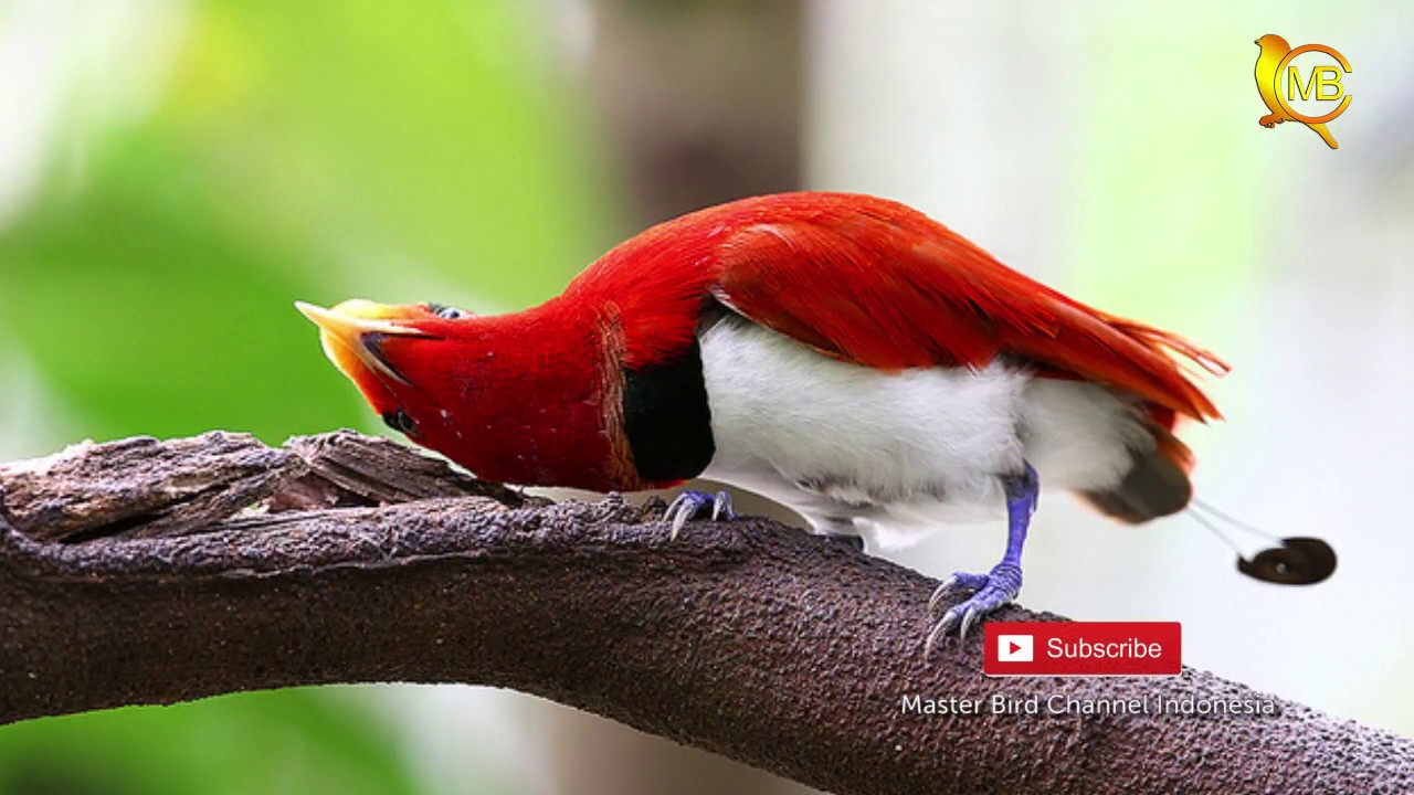 Detail Burung Burung Cantik Nomer 4