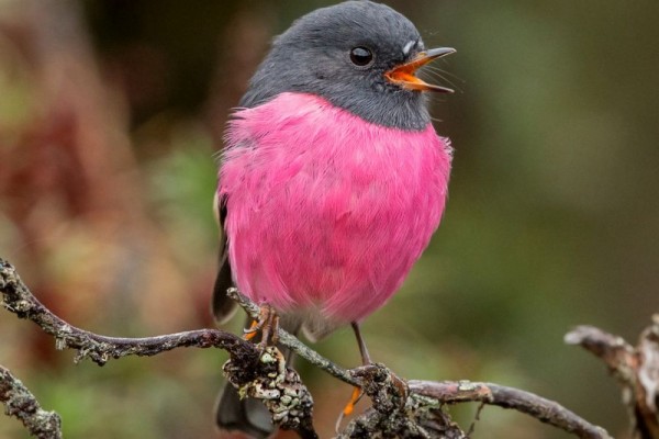 Detail Burung Burung Cantik Nomer 8