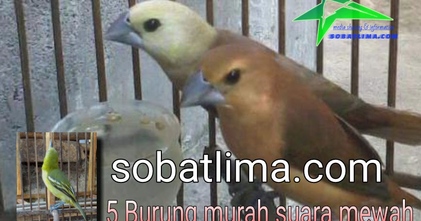 Detail Burung Burung Kecil Nomer 50