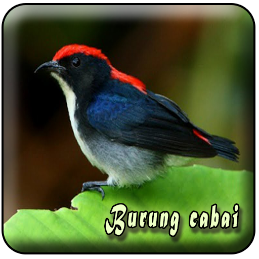 Detail Burung Cabai Merah Nomer 43