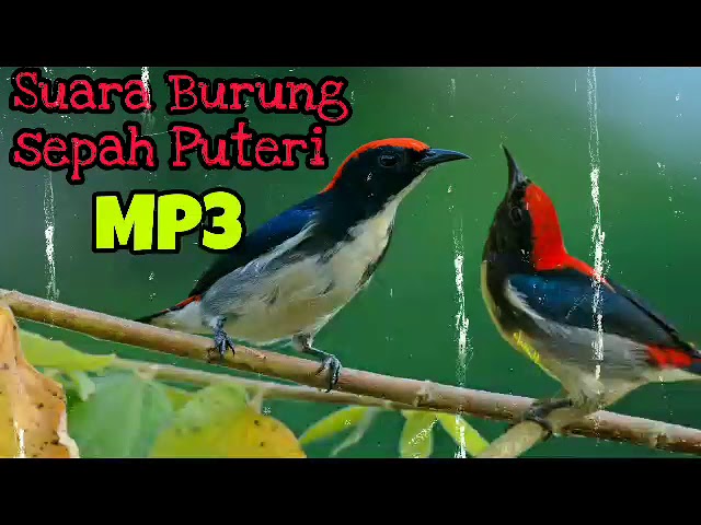 Detail Burung Cabai Merah Nomer 9