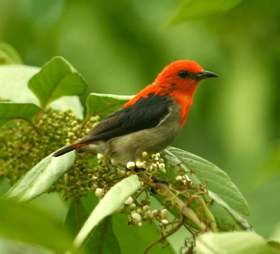 Burung Cabe Cabe - KibrisPDR