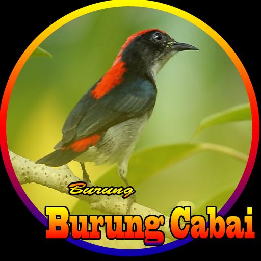 Detail Burung Cabe Cabe Nomer 11