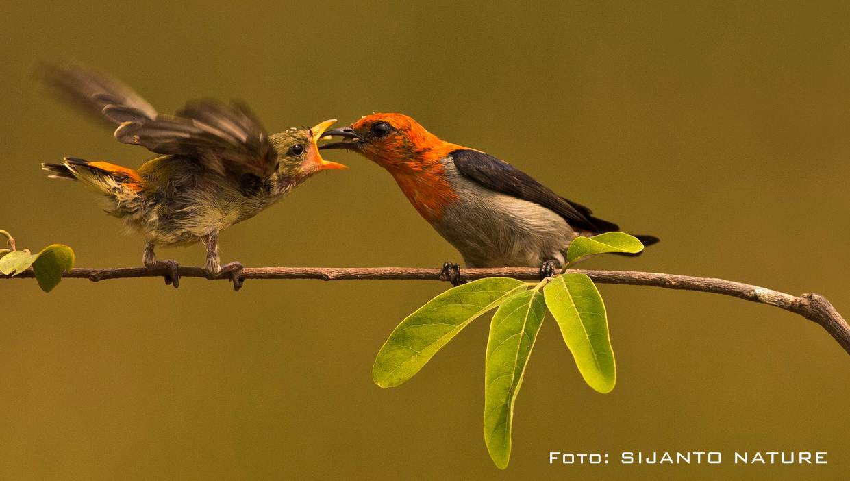 Detail Burung Cabe Cabe Nomer 3