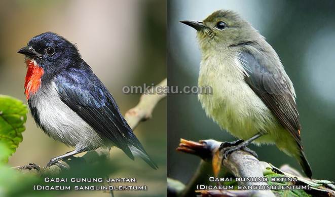 Detail Burung Cabe Cabe Nomer 22