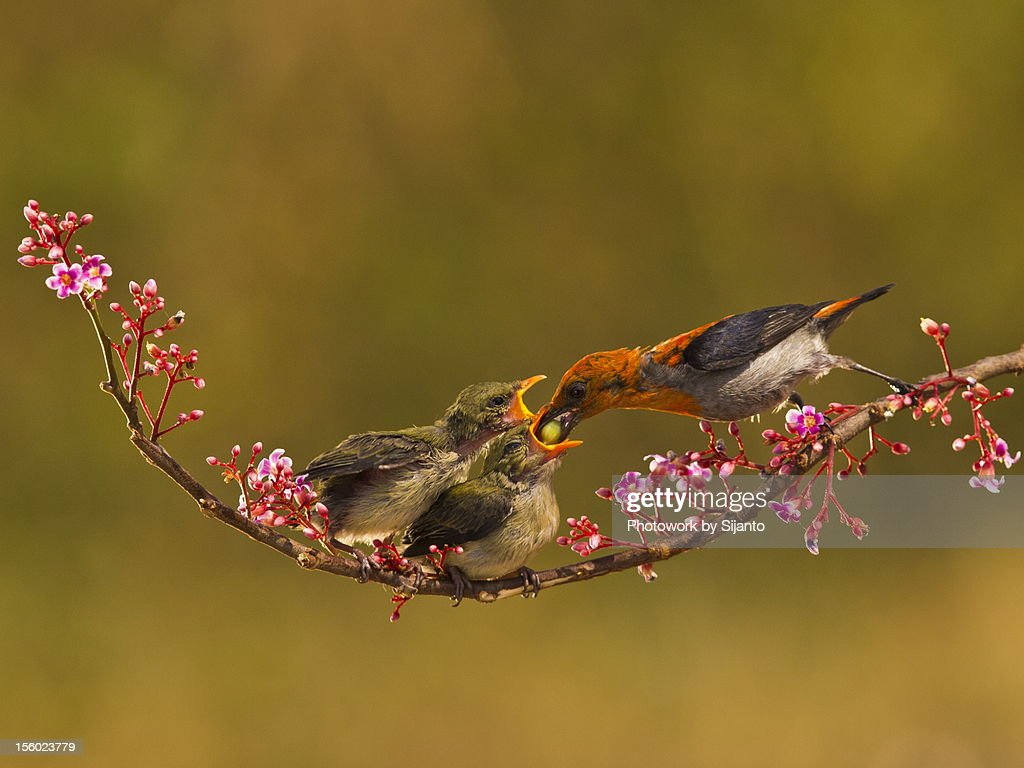 Detail Burung Cabe Cabe Nomer 31