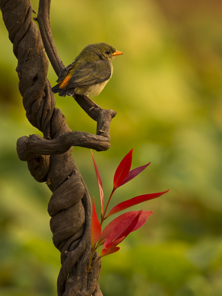 Detail Burung Cabe Cabe Nomer 35