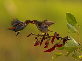 Detail Burung Cabe Cabe Nomer 40