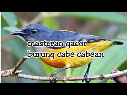 Detail Burung Cabe Cabe Nomer 53