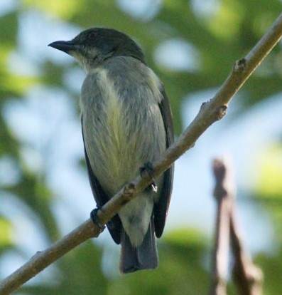 Detail Burung Cabe Cabe Nomer 54