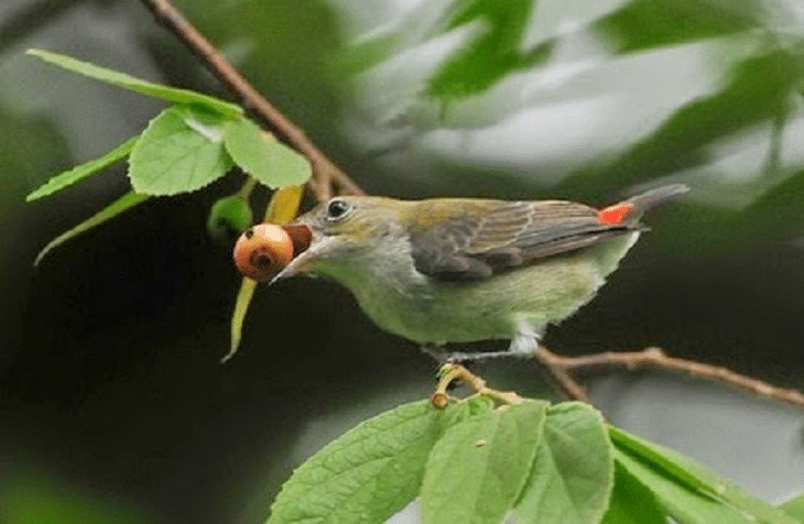 Detail Burung Cabe Cabe Nomer 7