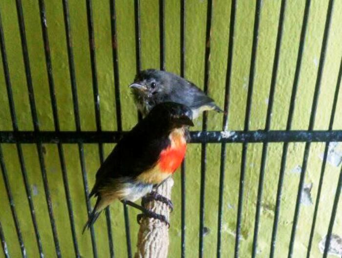 Detail Burung Cabe Cabe Nomer 9