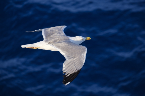 Detail Burung Camar Laut Nomer 24