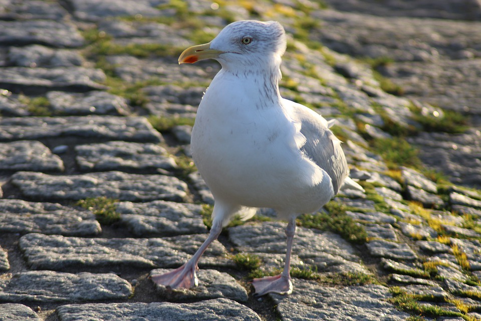 Detail Burung Camar Laut Nomer 31