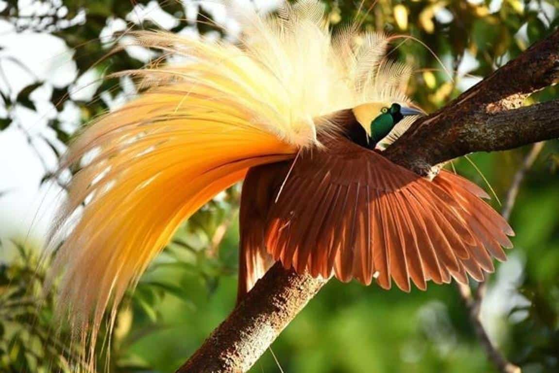 Detail Burung Cantik Di Indonesia Nomer 24