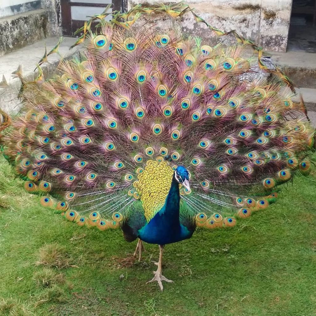 Detail Burung Cantik Di Indonesia Nomer 30