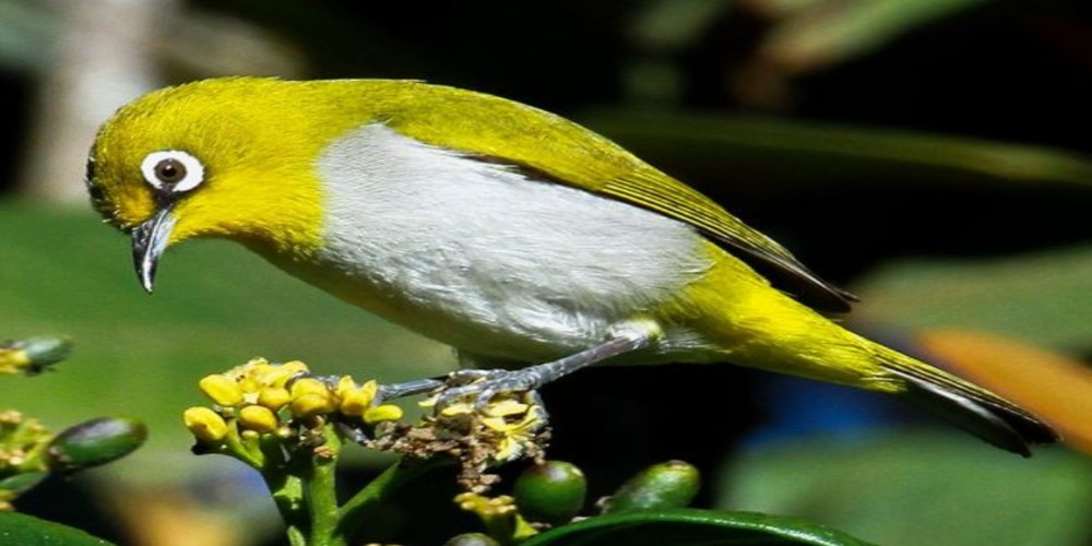 Detail Burung Cantik Di Indonesia Nomer 45
