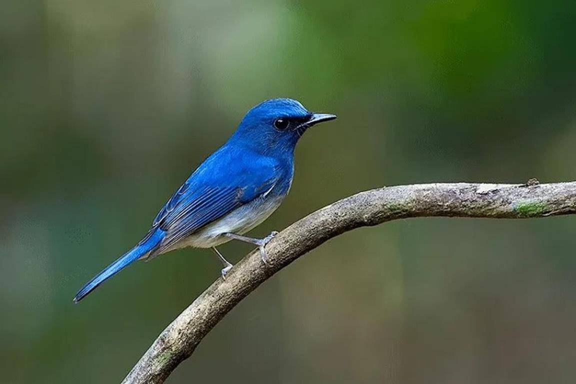 Detail Burung Cantik Di Indonesia Nomer 47