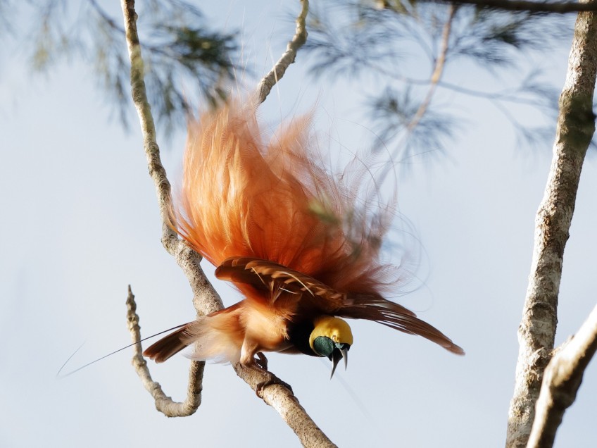 Detail Burung Cantik Di Indonesia Nomer 54