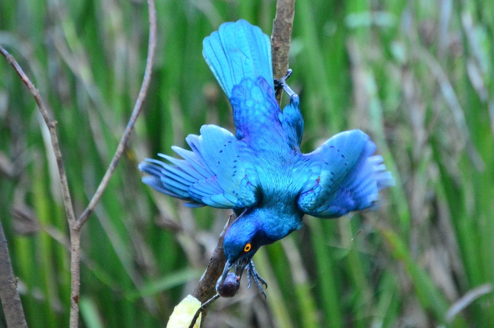 Detail Burung Cantik Warna Warni Nomer 11