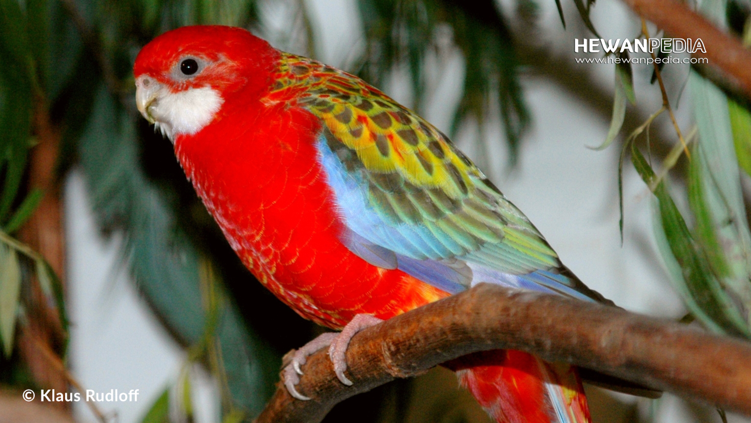 Detail Burung Cantik Warna Warni Nomer 20