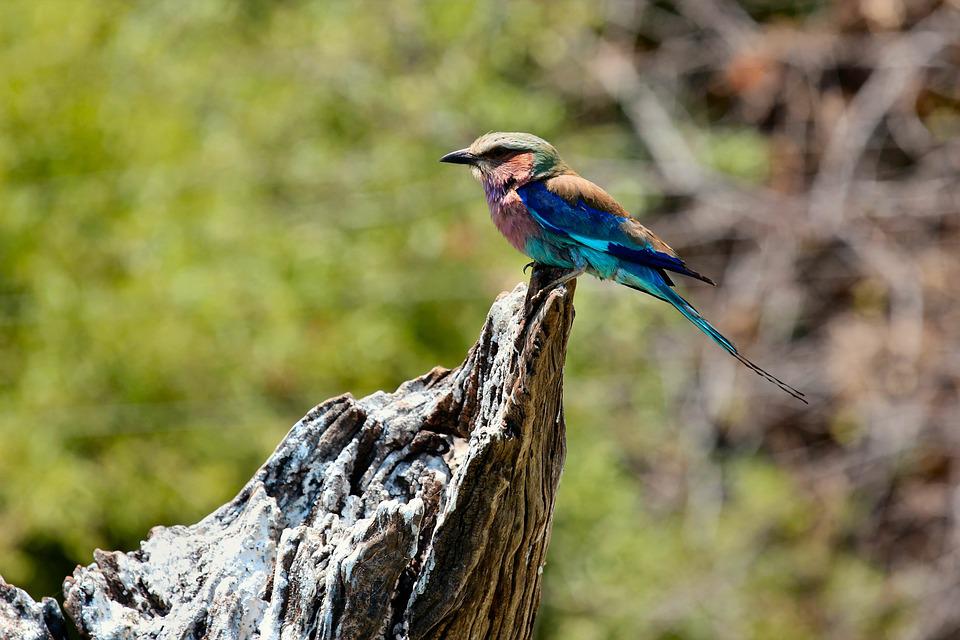 Detail Burung Cantik Warna Warni Nomer 24