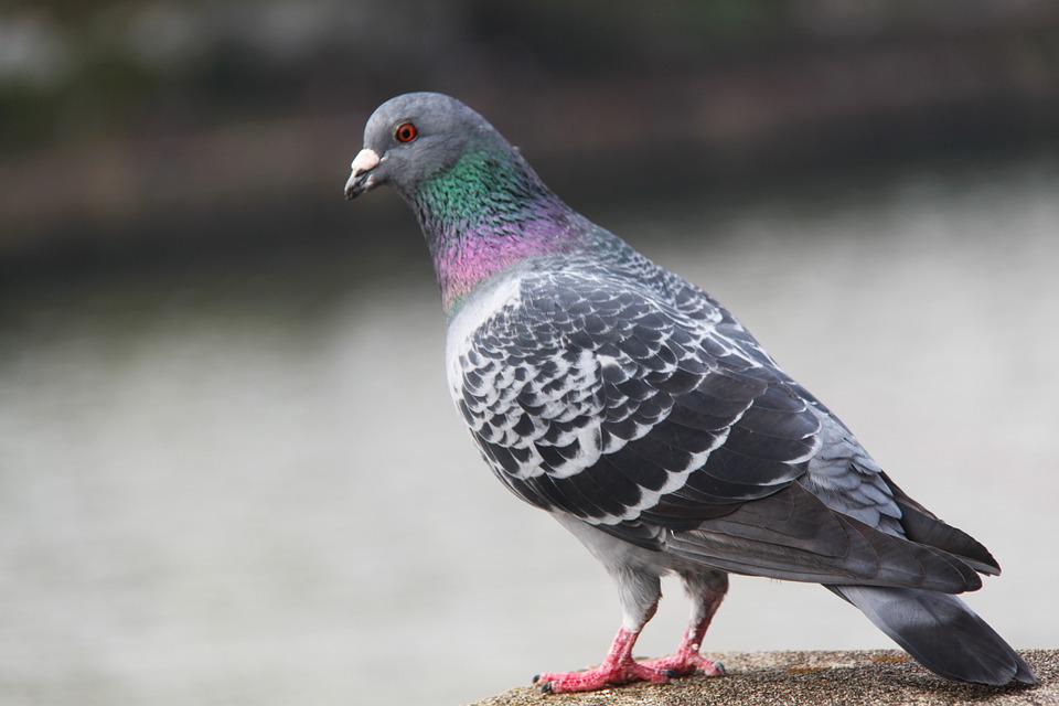 Detail Burung Cantik Warna Warni Nomer 31