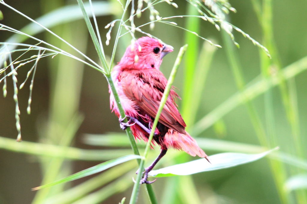 Detail Burung Cantik Warna Warni Nomer 41