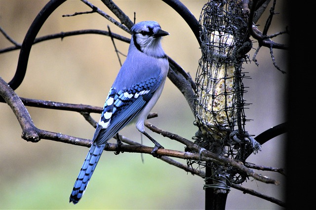 Detail Burung Cantik Warna Warni Nomer 45