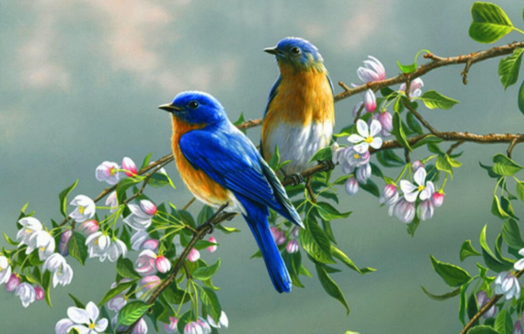 Download Burung Cantik Warna Warni Nomer 6