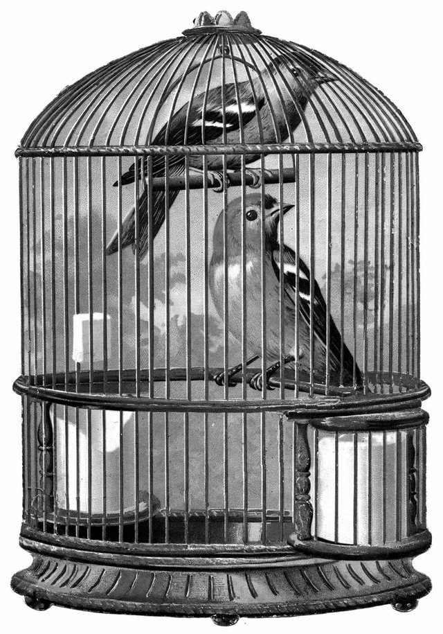 Detail Burung Dalam Sangkar Emas Nomer 11