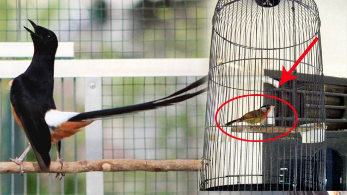 Detail Burung Dalam Sangkar Emas Nomer 28