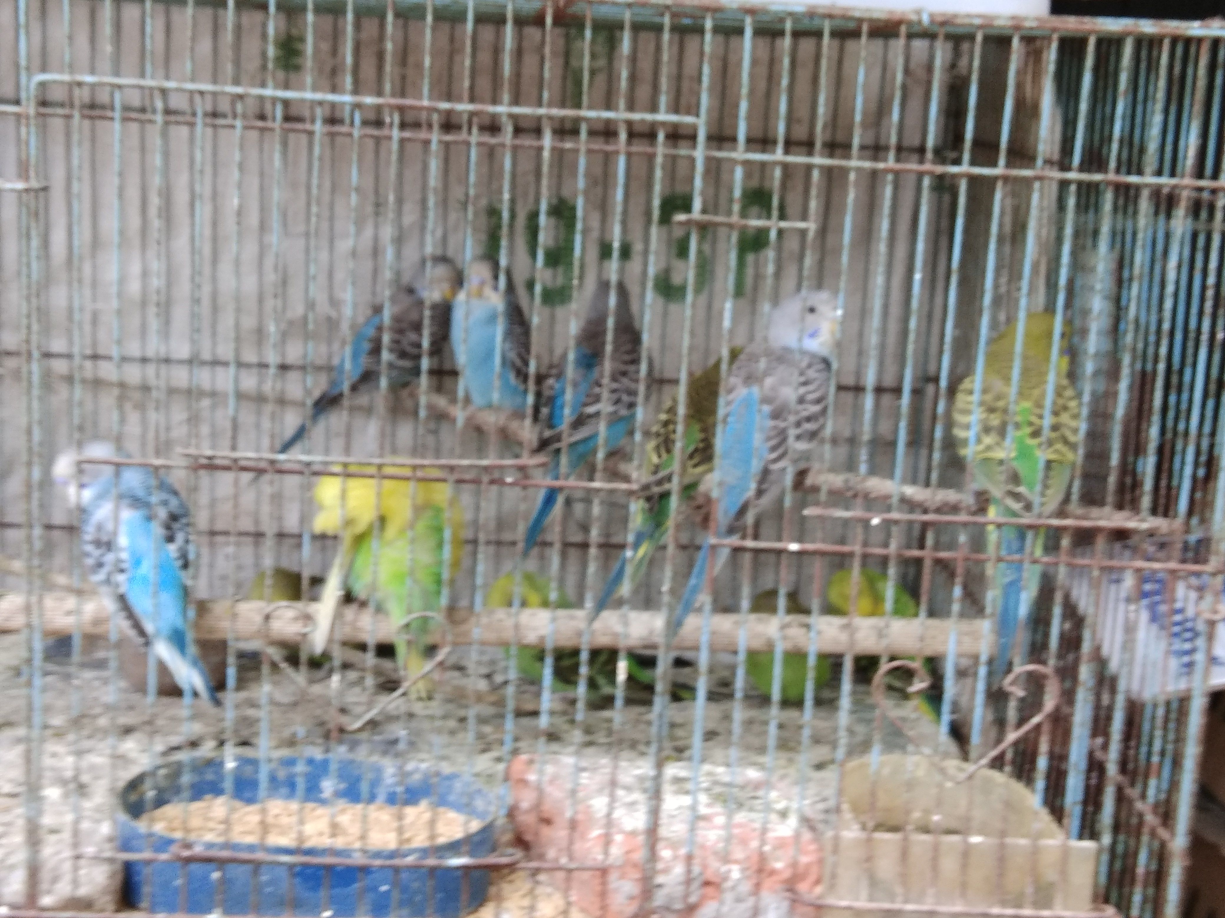 Detail Burung Dalam Sangkar Emas Nomer 31