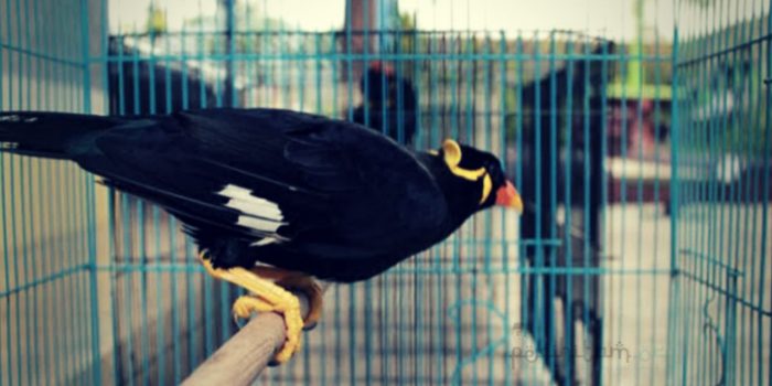 Detail Burung Dalam Sangkar Emas Nomer 32