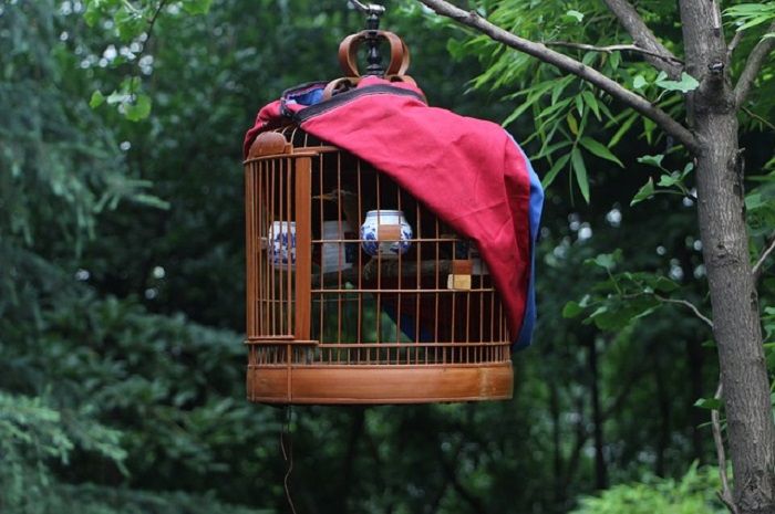 Detail Burung Dalam Sangkar Emas Nomer 37