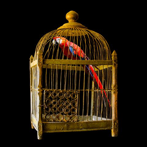 Detail Burung Dalam Sangkar Emas Nomer 10